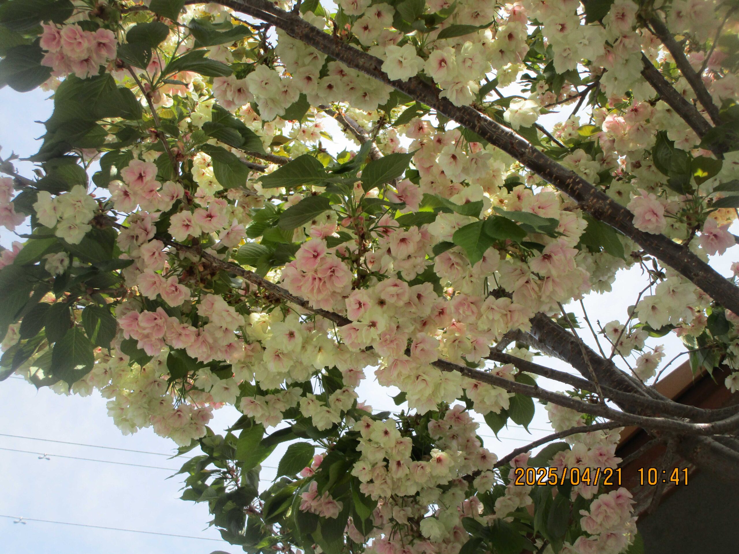 ウコン桜が満開　とてもキレイです