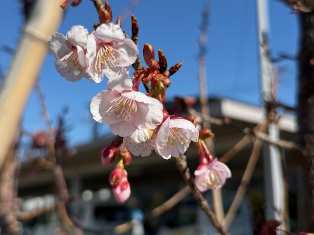 交流センターの紅寒桜